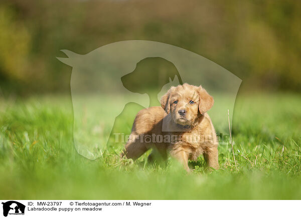 Labradoodle Welpe auf Wiese / Labradoodle puppy on meadow / MW-23797