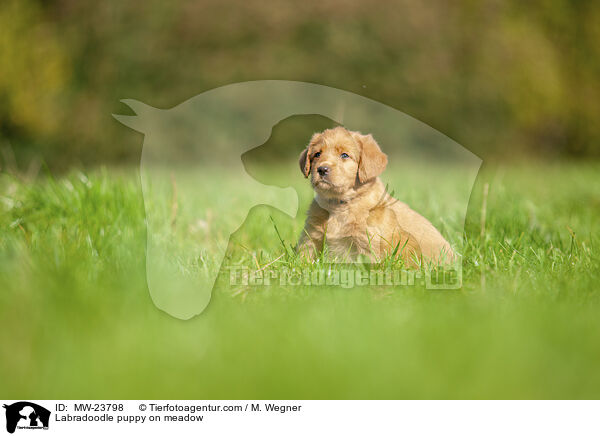 Labradoodle Welpe auf Wiese / Labradoodle puppy on meadow / MW-23798