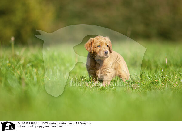 Labradoodle Welpe auf Wiese / Labradoodle puppy on meadow / MW-23801