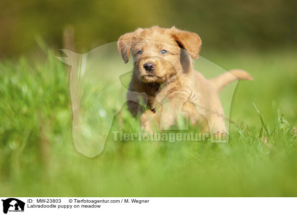 Labradoodle Welpe auf Wiese / Labradoodle puppy on meadow / MW-23803