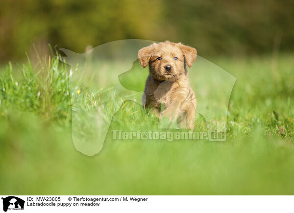 Labradoodle Welpe auf Wiese / Labradoodle puppy on meadow / MW-23805