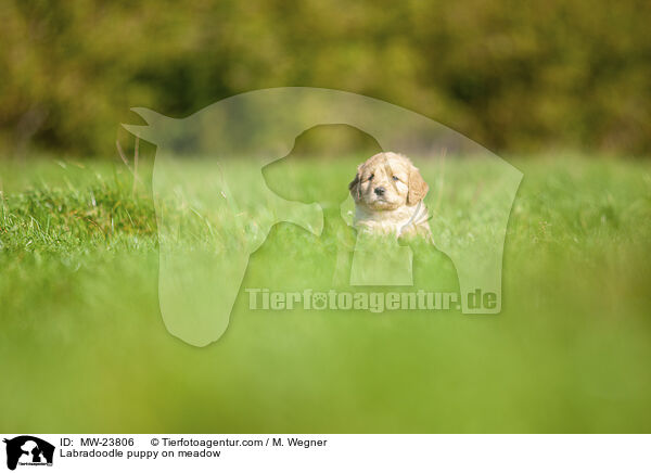 Labradoodle Welpe auf Wiese / Labradoodle puppy on meadow / MW-23806