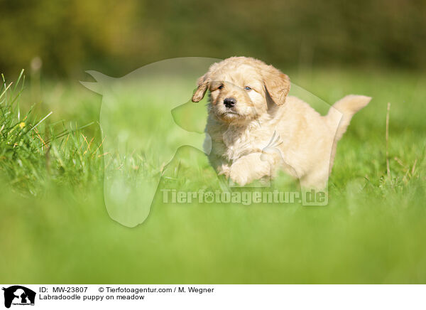 Labradoodle Welpe auf Wiese / Labradoodle puppy on meadow / MW-23807