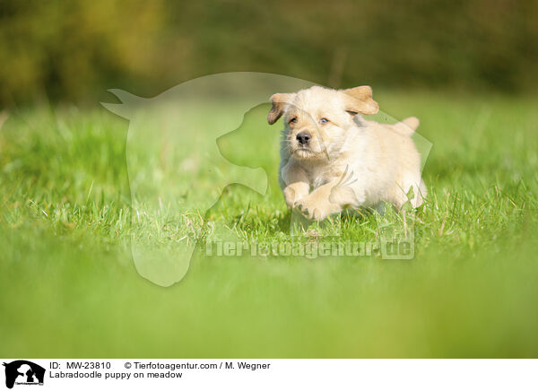 Labradoodle Welpe auf Wiese / Labradoodle puppy on meadow / MW-23810