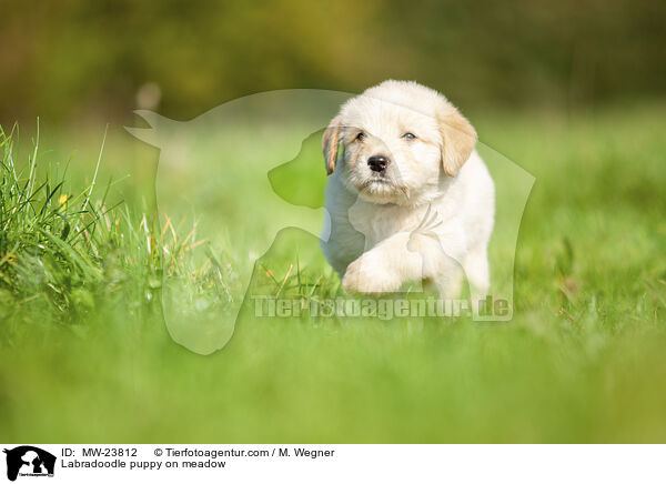 Labradoodle Welpe auf Wiese / Labradoodle puppy on meadow / MW-23812