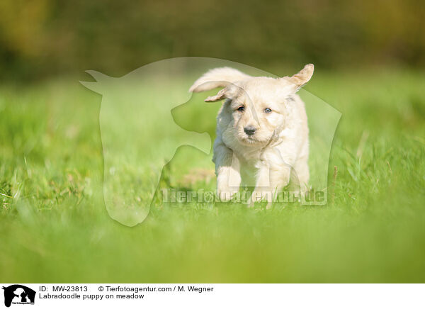 Labradoodle Welpe auf Wiese / Labradoodle puppy on meadow / MW-23813