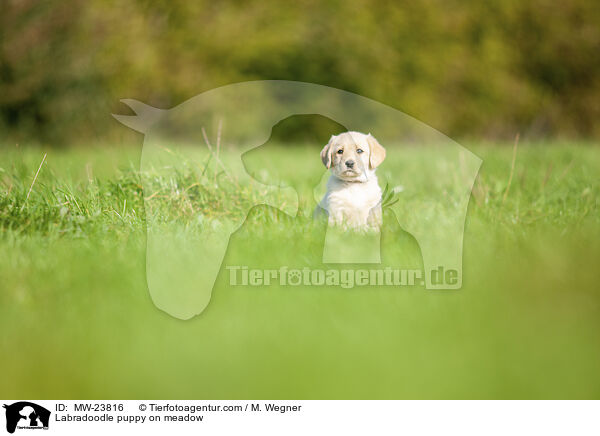 Labradoodle Welpe auf Wiese / Labradoodle puppy on meadow / MW-23816