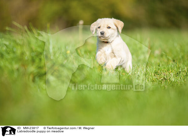 Labradoodle Welpe auf Wiese / Labradoodle puppy on meadow / MW-23817