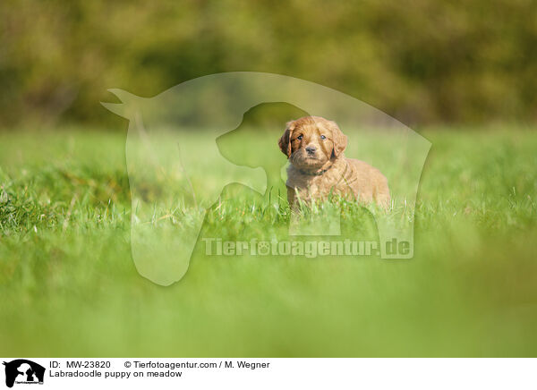 Labradoodle Welpe auf Wiese / Labradoodle puppy on meadow / MW-23820