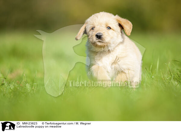 Labradoodle Welpe auf Wiese / Labradoodle puppy on meadow / MW-23823