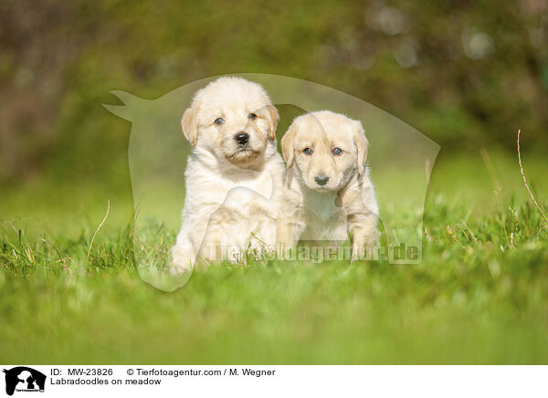 Labradoodles auf Wiese / Labradoodles on meadow / MW-23826