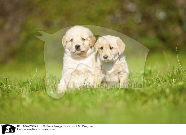 Labradoodles auf Wiese / Labradoodles on meadow / MW-23827