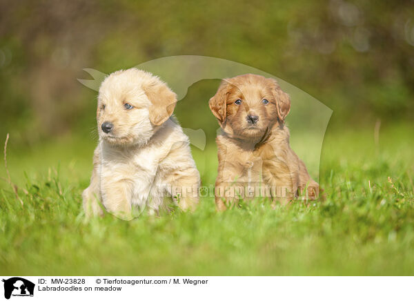 Labradoodles auf Wiese / Labradoodles on meadow / MW-23828