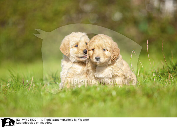 Labradoodles auf Wiese / Labradoodles on meadow / MW-23832