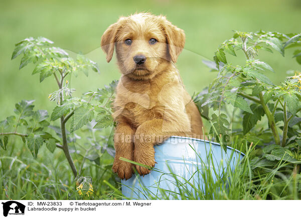 Labradoodle Welpe in Eimer / Labradoodle puppy in bucket / MW-23833
