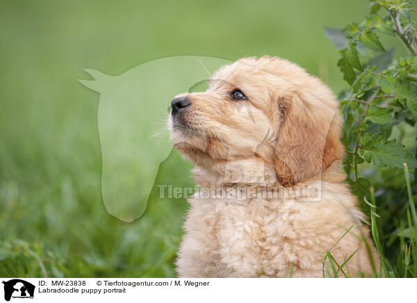 Labradoodle Welpe Portrait / Labradoodle puppy portrait / MW-23838