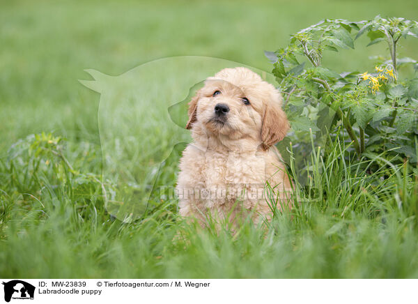 Labradoodle puppy / MW-23839