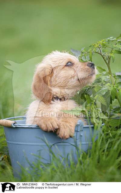 Labradoodle Welpe in Eimer / Labradoodle puppy in bucket / MW-23840