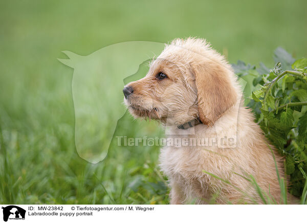 Labradoodle Welpe Portrait / Labradoodle puppy portrait / MW-23842