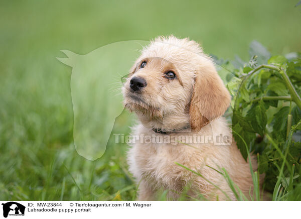 Labradoodle Welpe Portrait / Labradoodle puppy portrait / MW-23844