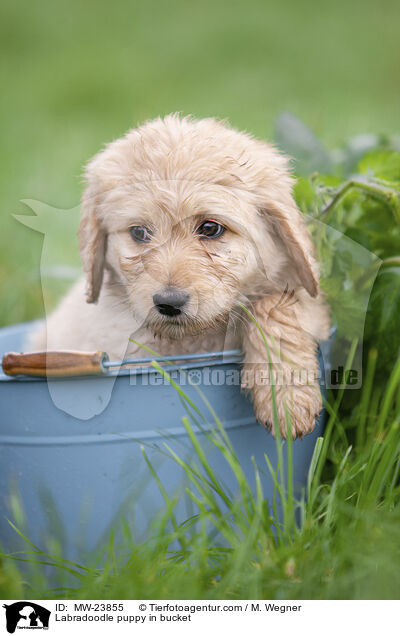 Labradoodle Welpe in Eimer / Labradoodle puppy in bucket / MW-23855