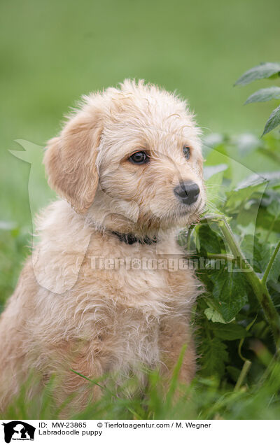 Labradoodle Welpe / Labradoodle puppy / MW-23865