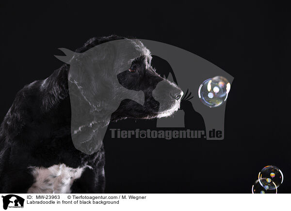 Labradoodle vor schwarzem Hintergrund / Labradoodle in front of black background / MW-23963