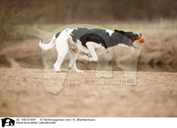 schwarz-weier Labradoodle / black-and-white Labradoodle / KB-07004