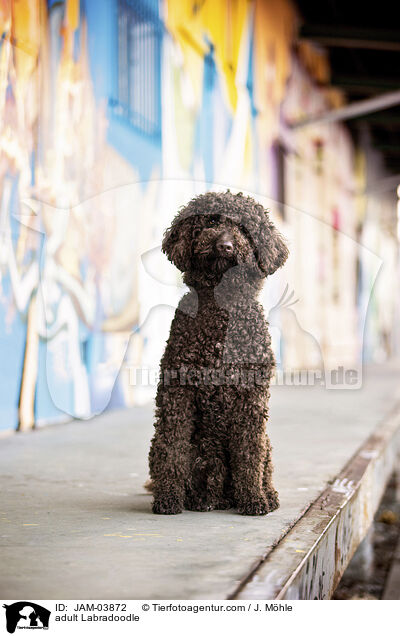 ausgewachsener Labradoodle / adult Labradoodle / JAM-03872