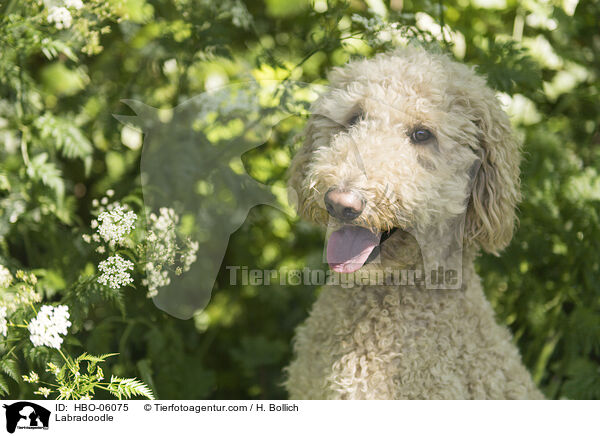 Labradoodle / Labradoodle / HBO-06075