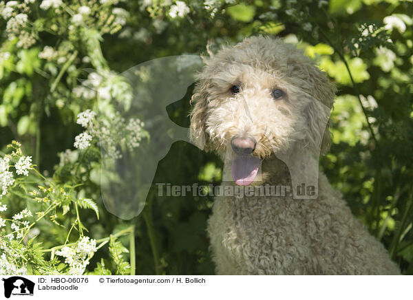 Labradoodle / Labradoodle / HBO-06076