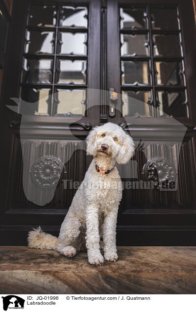 Labradoodle / Labradoodle / JQ-01996