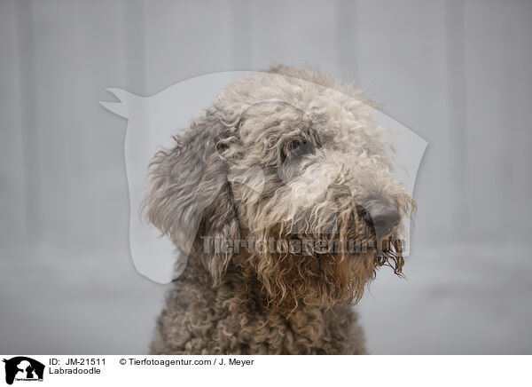 Labradoodle / Labradoodle / JM-21511