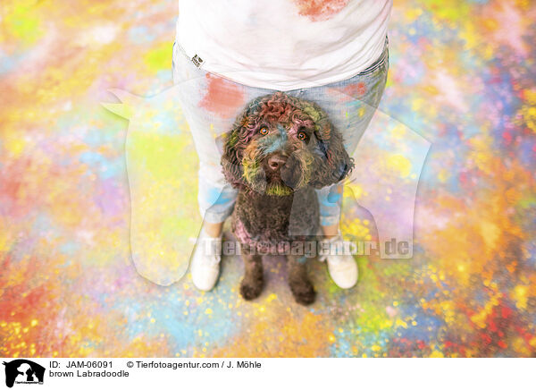 brauner Labradoodle / brown Labradoodle / JAM-06091