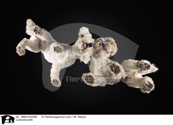 Labradoodle / Labradoodle / MAH-04496