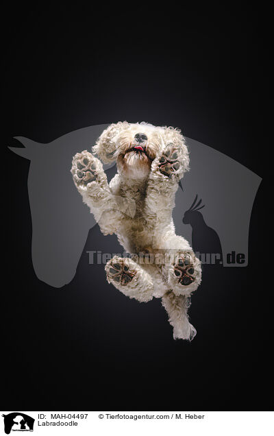 Labradoodle / Labradoodle / MAH-04497