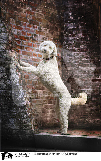 Labradoodle / Labradoodle / JQ-02274