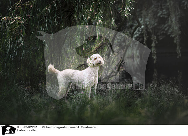 Labradoodle / Labradoodle / JQ-02281