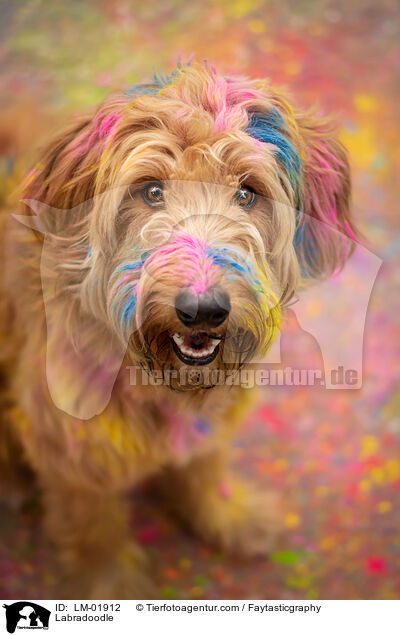 Labradoodle / Labradoodle / LM-01912