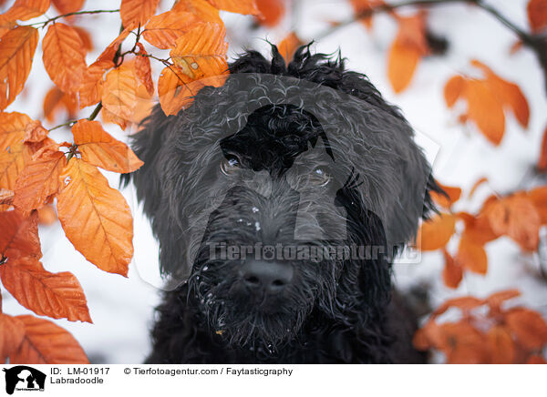 Labradoodle / Labradoodle / LM-01917