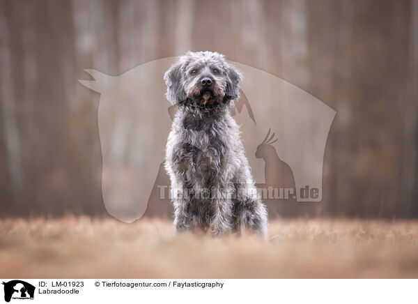 Labradoodle / Labradoodle / LM-01923