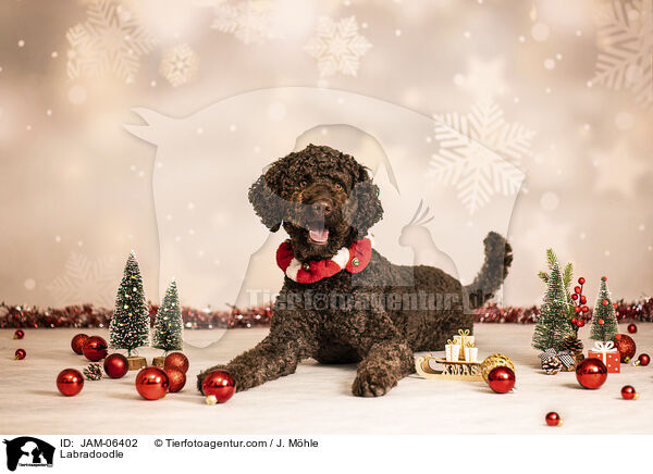 Labradoodle / Labradoodle / JAM-06402