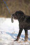 playing Labradoodle