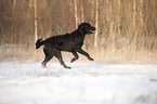 running Labradoodle