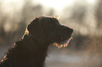 Labradoodle Portrait