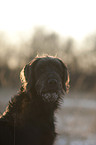 Labradoodle Portrait