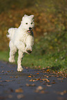 running Labradoodle