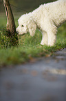 snuffling Labradoodle