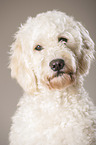 Labradoodle Portrait