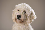 Labradoodle Portrait